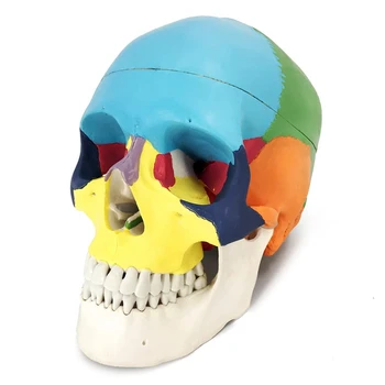  Раскрашенная модел на човешкия Череп, Точно копие на Анатомични модели на възрастен човек в естествен размер със свалящ се капак и тази на черепа е сочлененной долната челюст